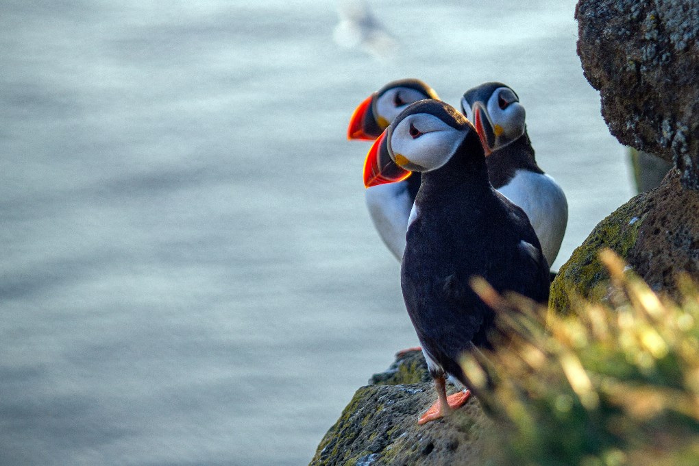 The best place to see the puffins is at the Latrabjarg Cliffs in the Westfjords of Iceland