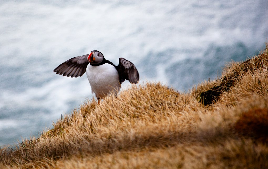 If you travel to Iceland in the summer you can see the adorable puffins