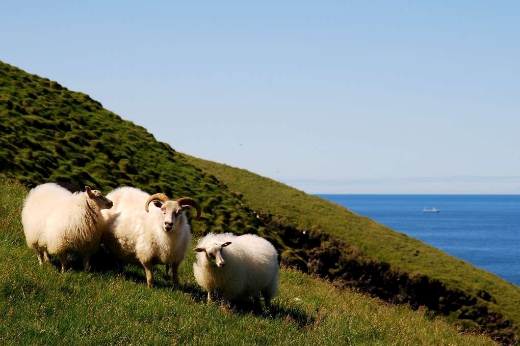Sheep during réttir in September in Iceland